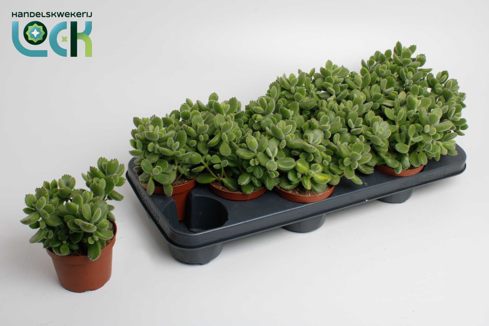 Cotyledon Ladismithiensis (Tomentosa).