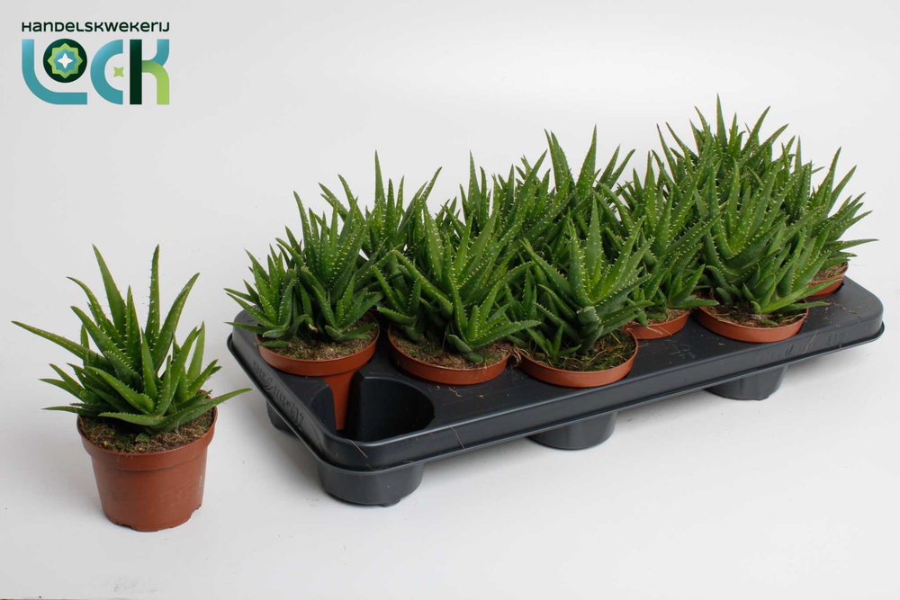 Aloe Vera Verini.