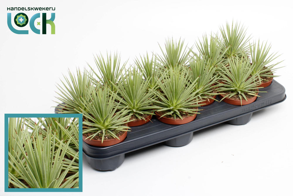 Agave Stricta 'Nana.