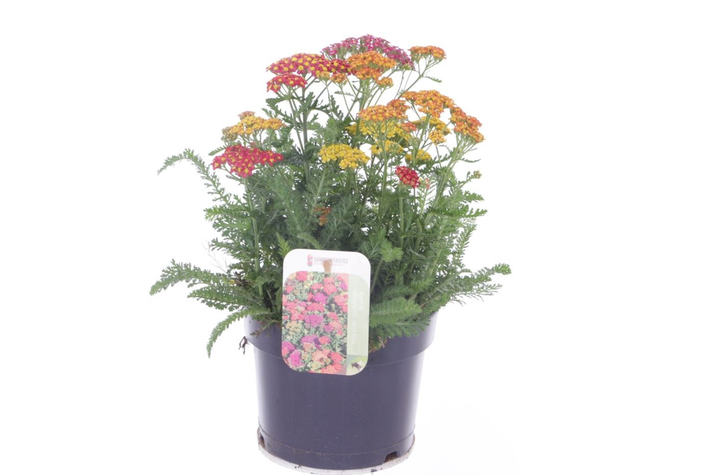 Achillea millefolium Milly Rock Mixmasters Dance.