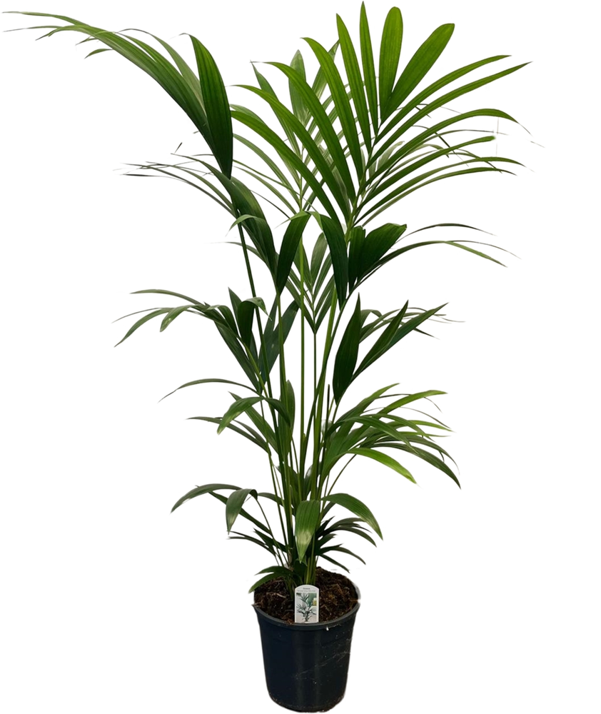 Howea forsteriana (Kentia) 6 pit 140-160cm.