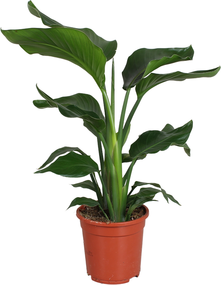 Strelitzia nicolai 2 stek 70-80cm.