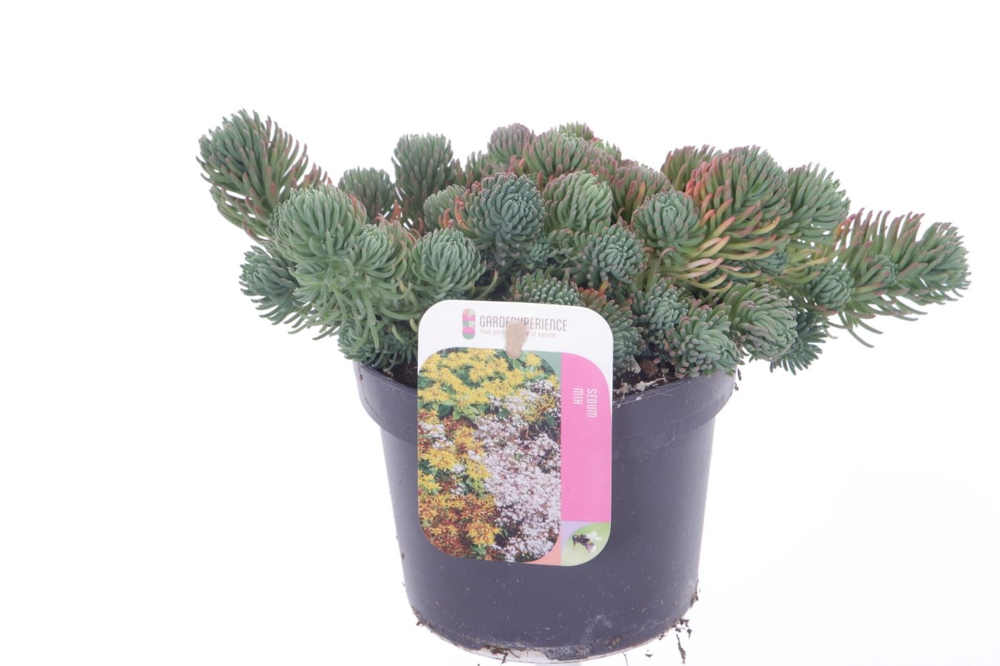 Sedum forsterianum Oracle.