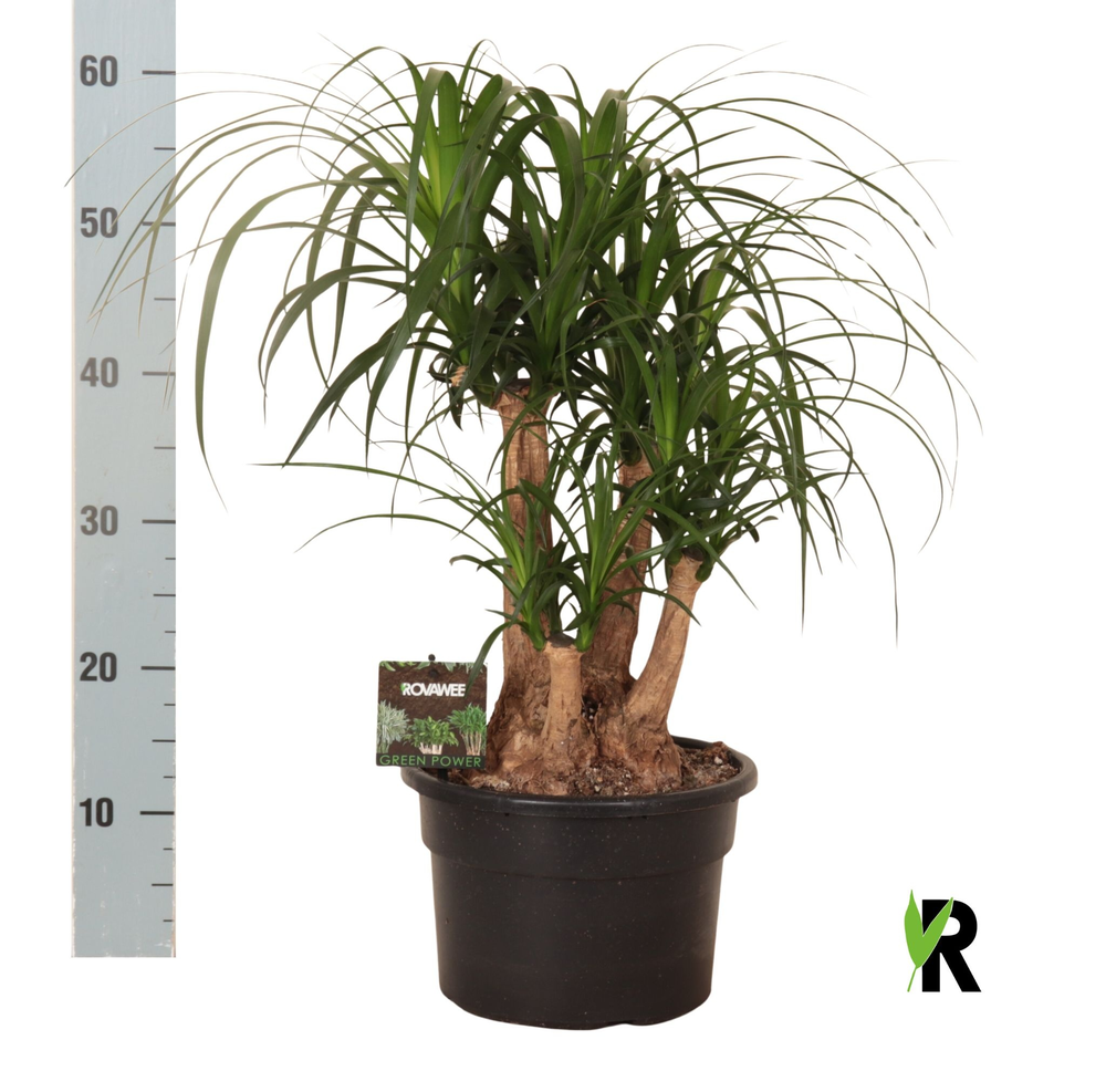 Beaucarnea rec. vertakt.