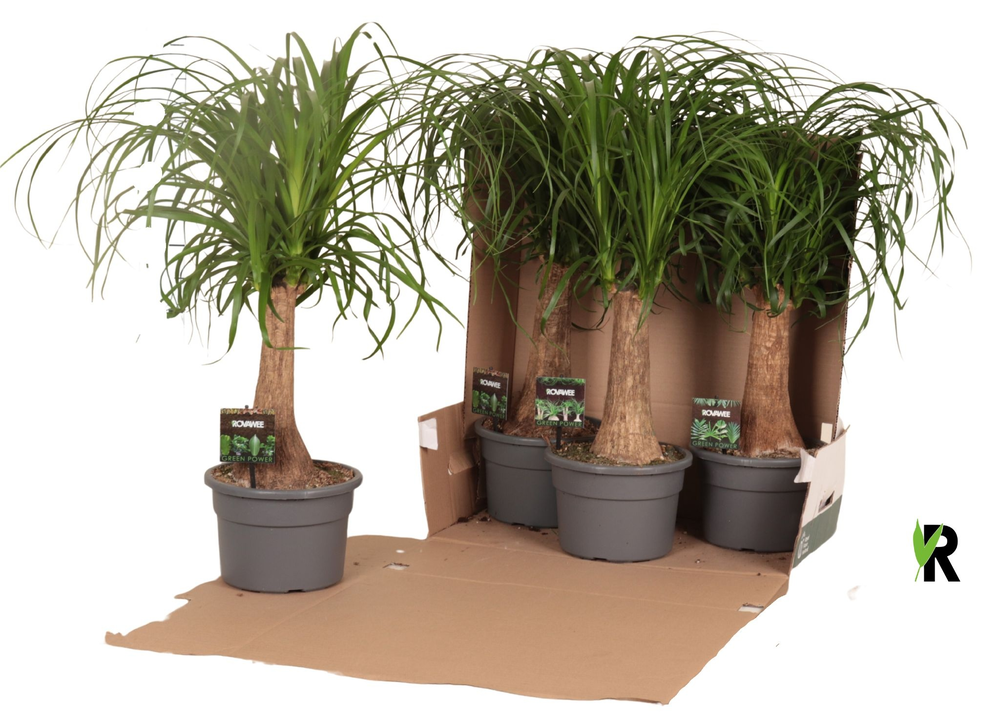 Beaucarnea rec. rechte stam in fust 352.