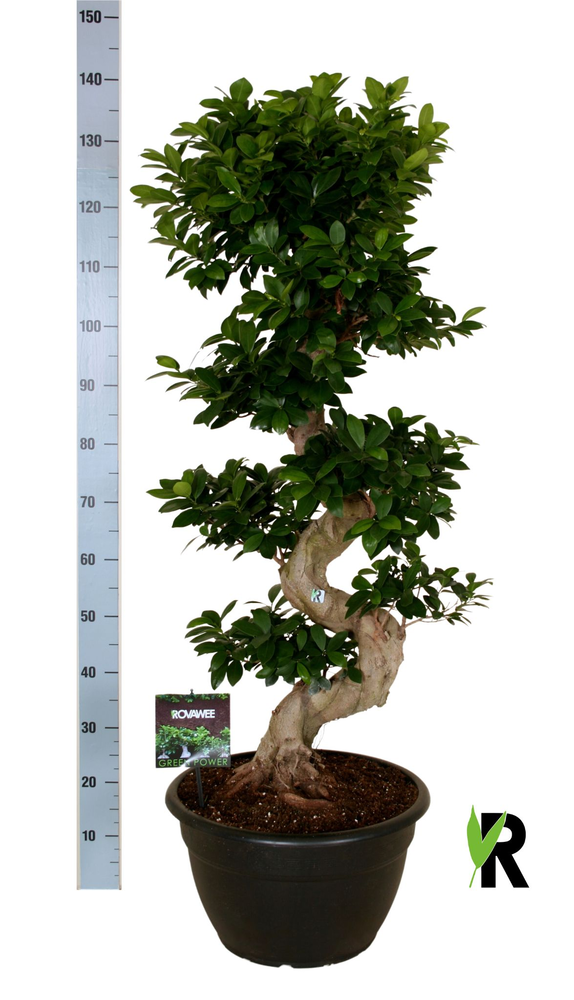 Ficus micr. S-type in kunststof sierpot.