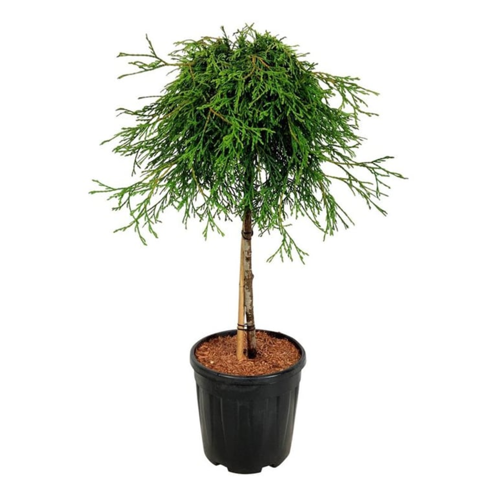 Thuja pl. 'Kager's Beauty'.