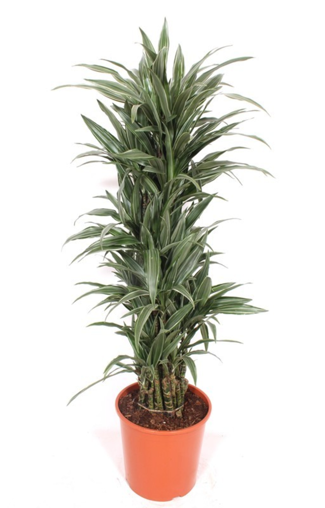 Dracaena Warneckei.
