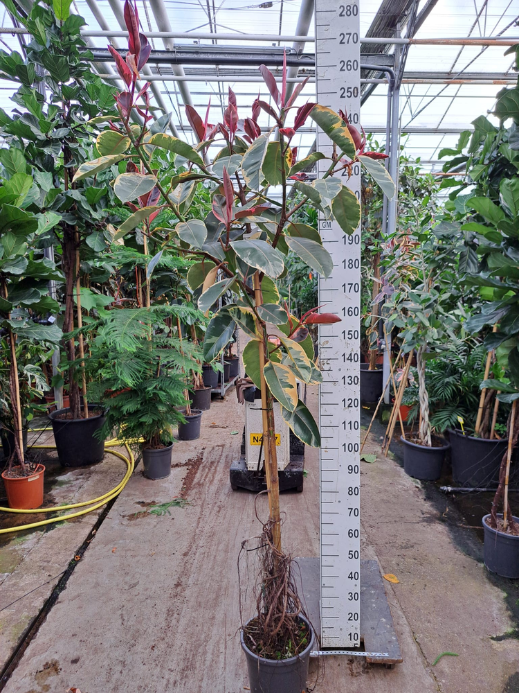 Ficus Elastica Belize vertakte stam 250.