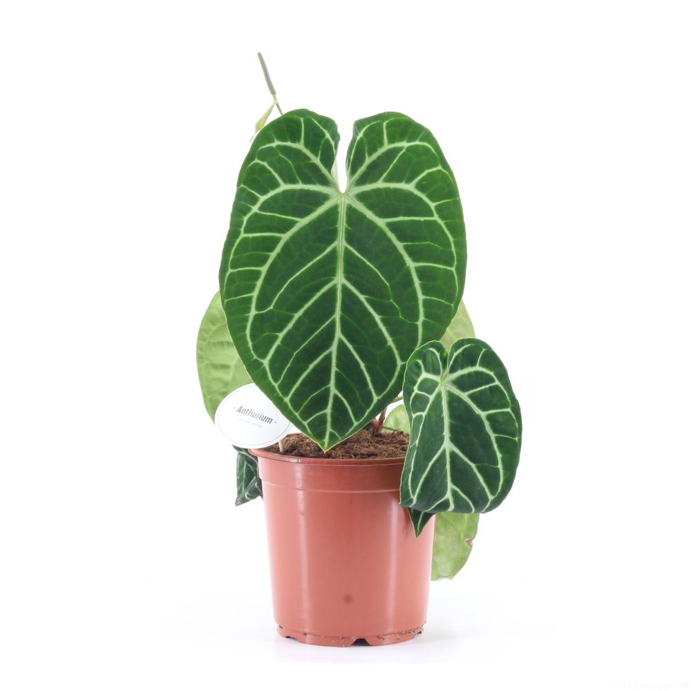 Anthurium Crystallinum.