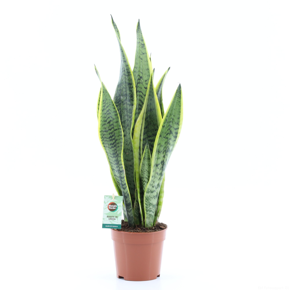 Sansevieria Laurentii.