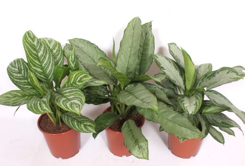 Aglaonema mix.