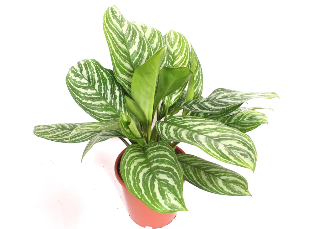 Aglaonema Stripes.