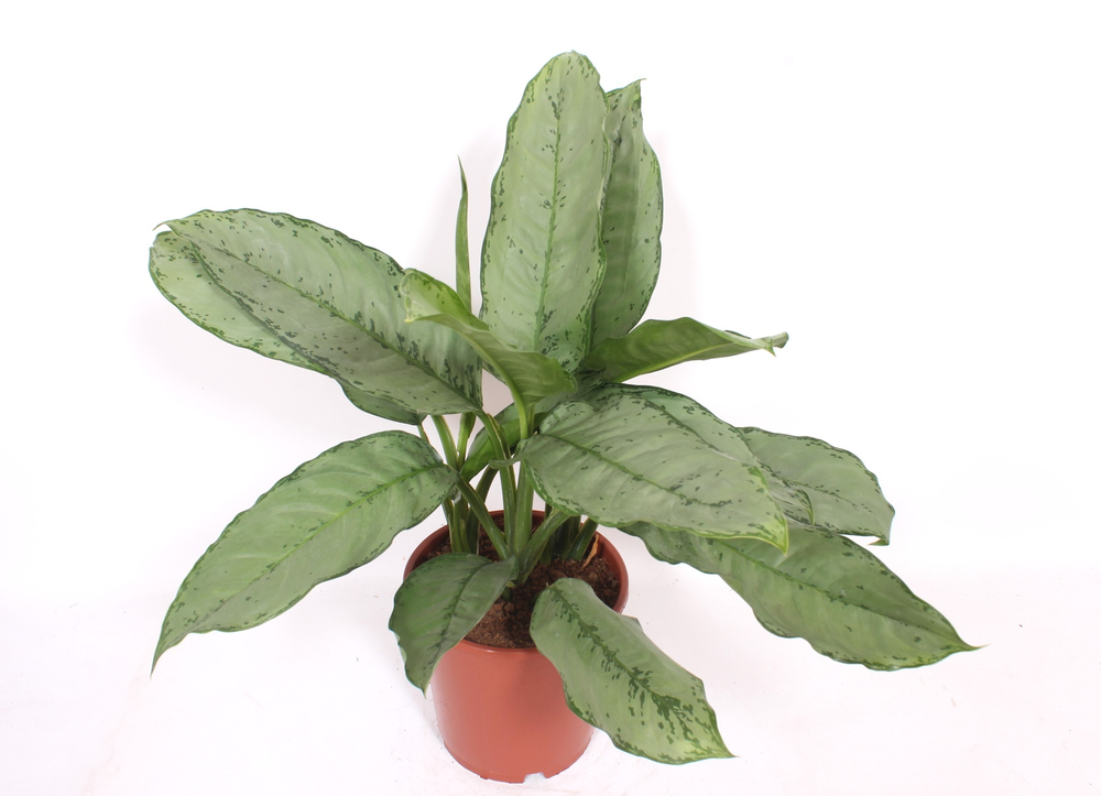 Aglaonema Freedman.