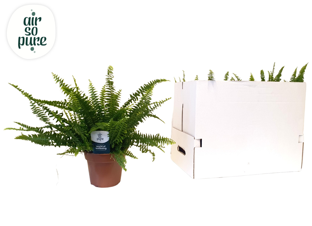 Nephrolepis Green Lady.