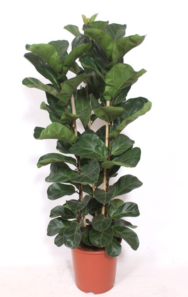 Ficus lyrata bambino 3 per pot.