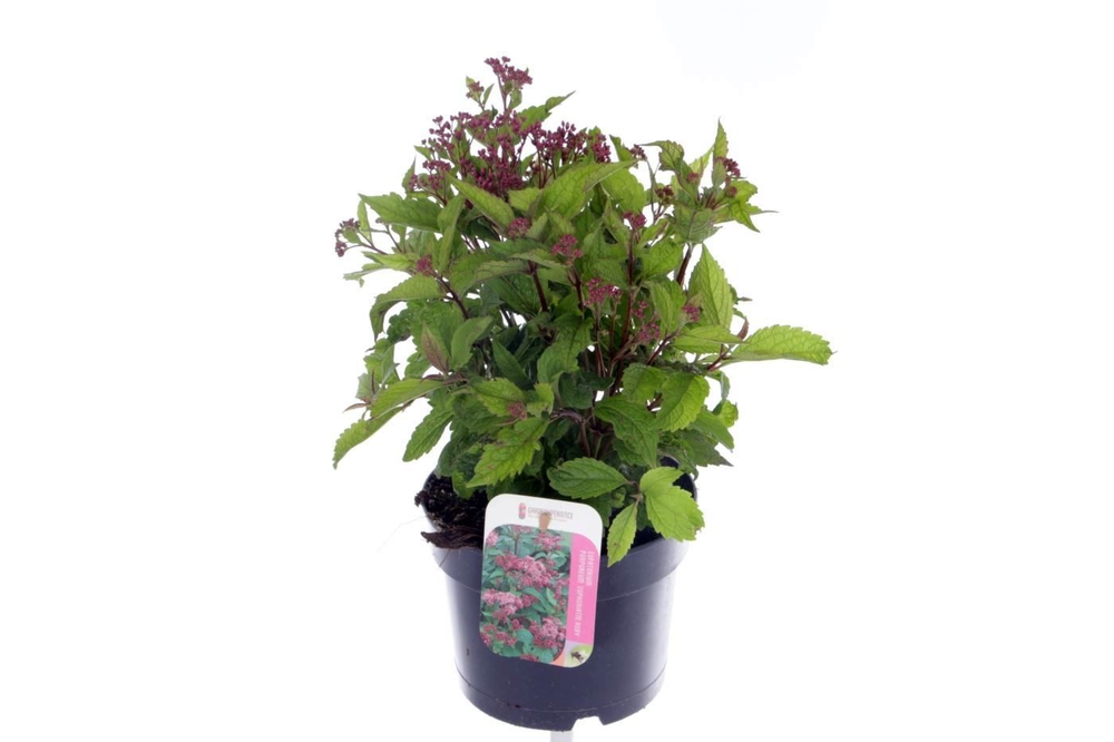 Eupatorium purp. Ruby.