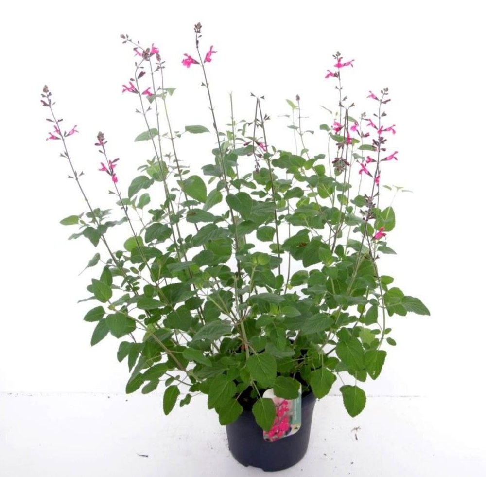 Salvia microphylla Pink Pong.
