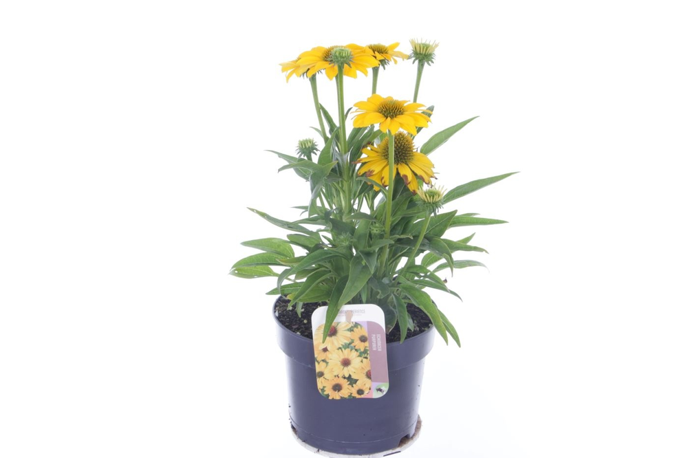 Echinacea purp. Sombrero Yellow.