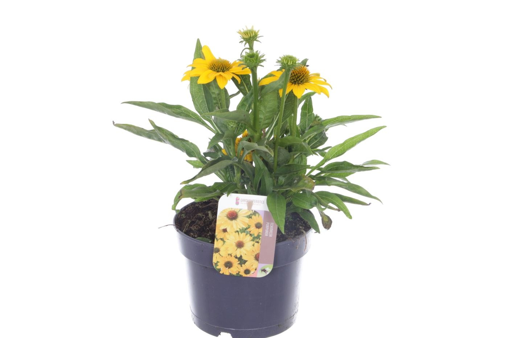 Echinacea purp. Sombrero Yellow.