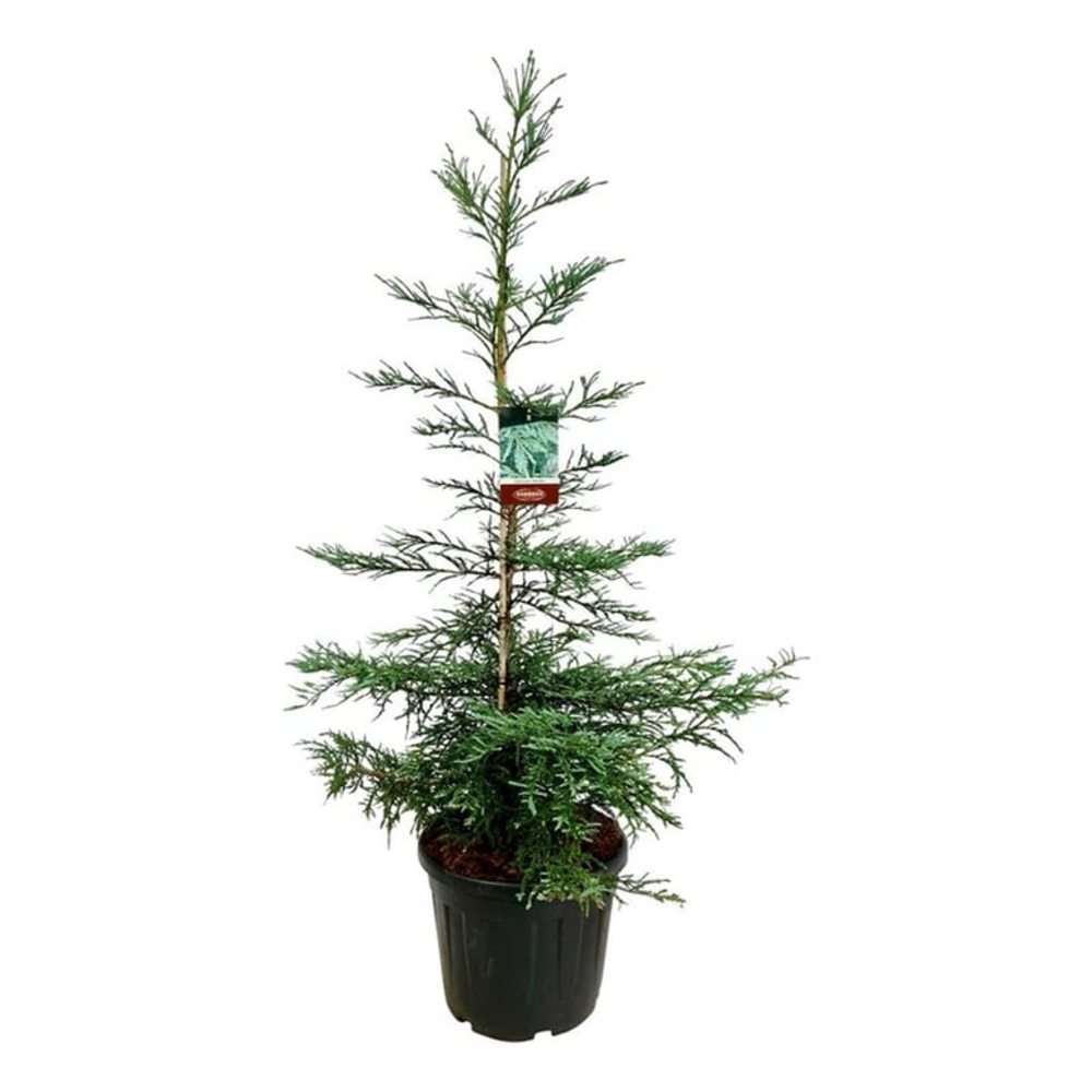 Sequoia semp. 'Steel Blue'.