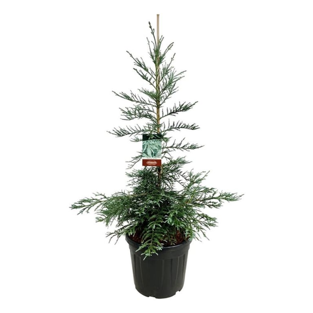 Sequoia semp. 'Steel Blue'.
