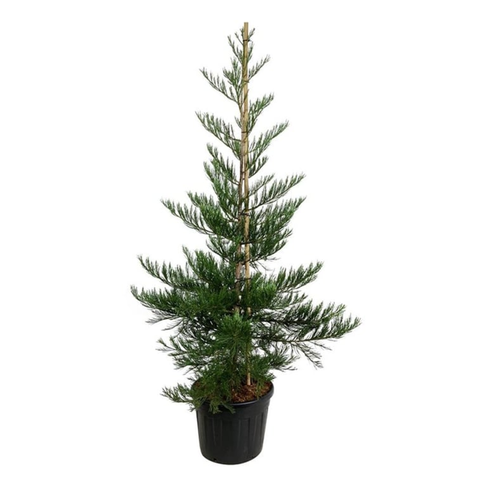 Sequoiadendron g. 'Powdered Blue'.