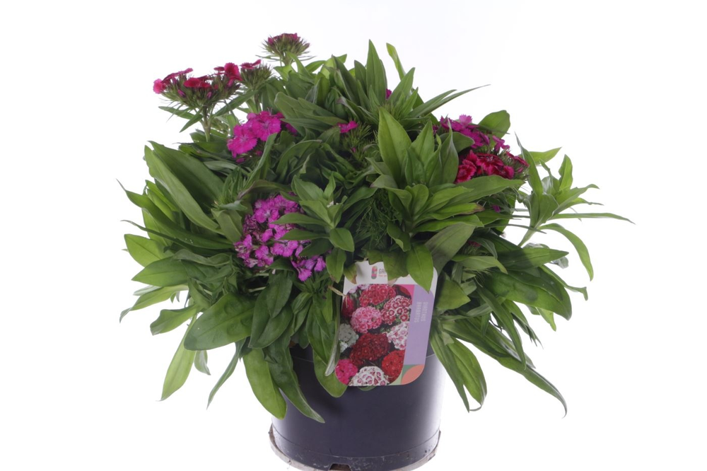 Dianthus barbatus Barbajoy.