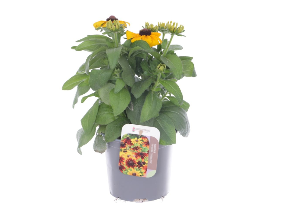 Rudbeckia hirta mix.