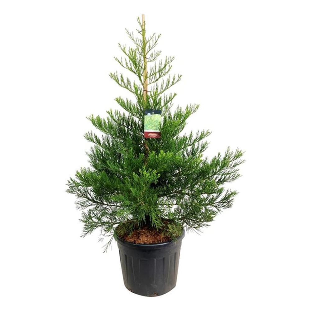 Sequoiadendron g. 'H. Mammoth Two'.
