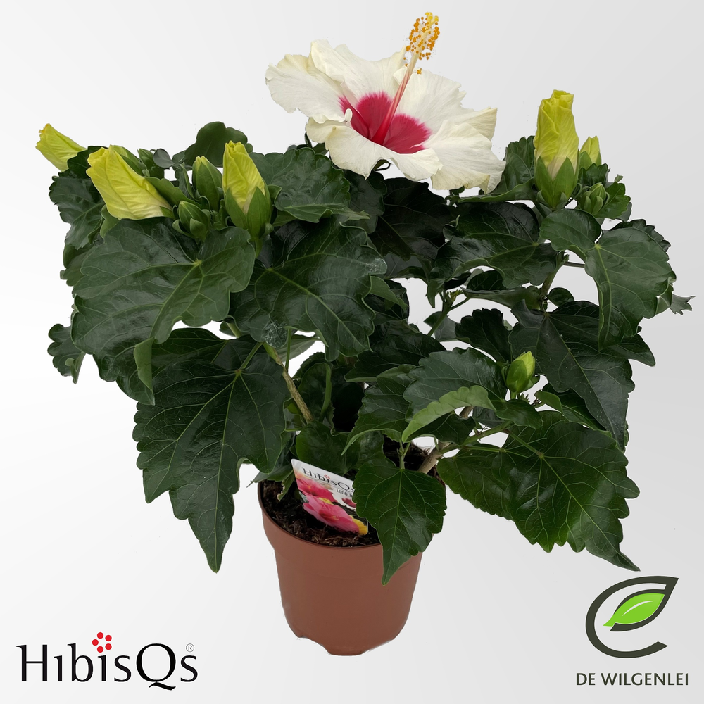 Hibisqs® rosa-sinensis 'Boreas White' p13.
