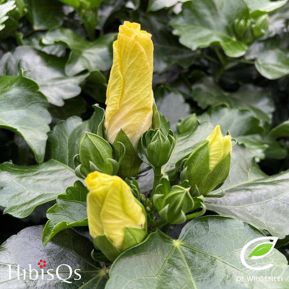 Hibisqs® rosa-sinensis 'Boreas Yellow' p13.