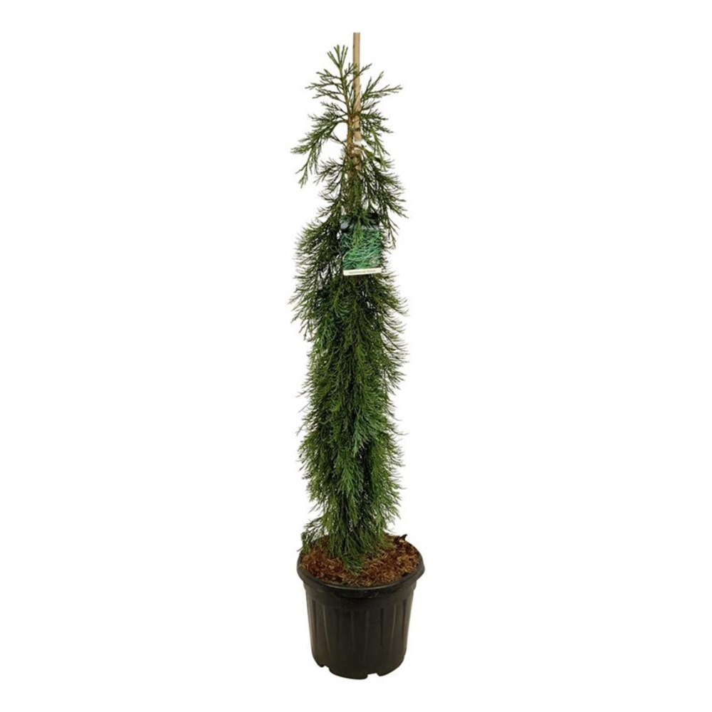 Sequoiadendron gig. 'Pendulum'.