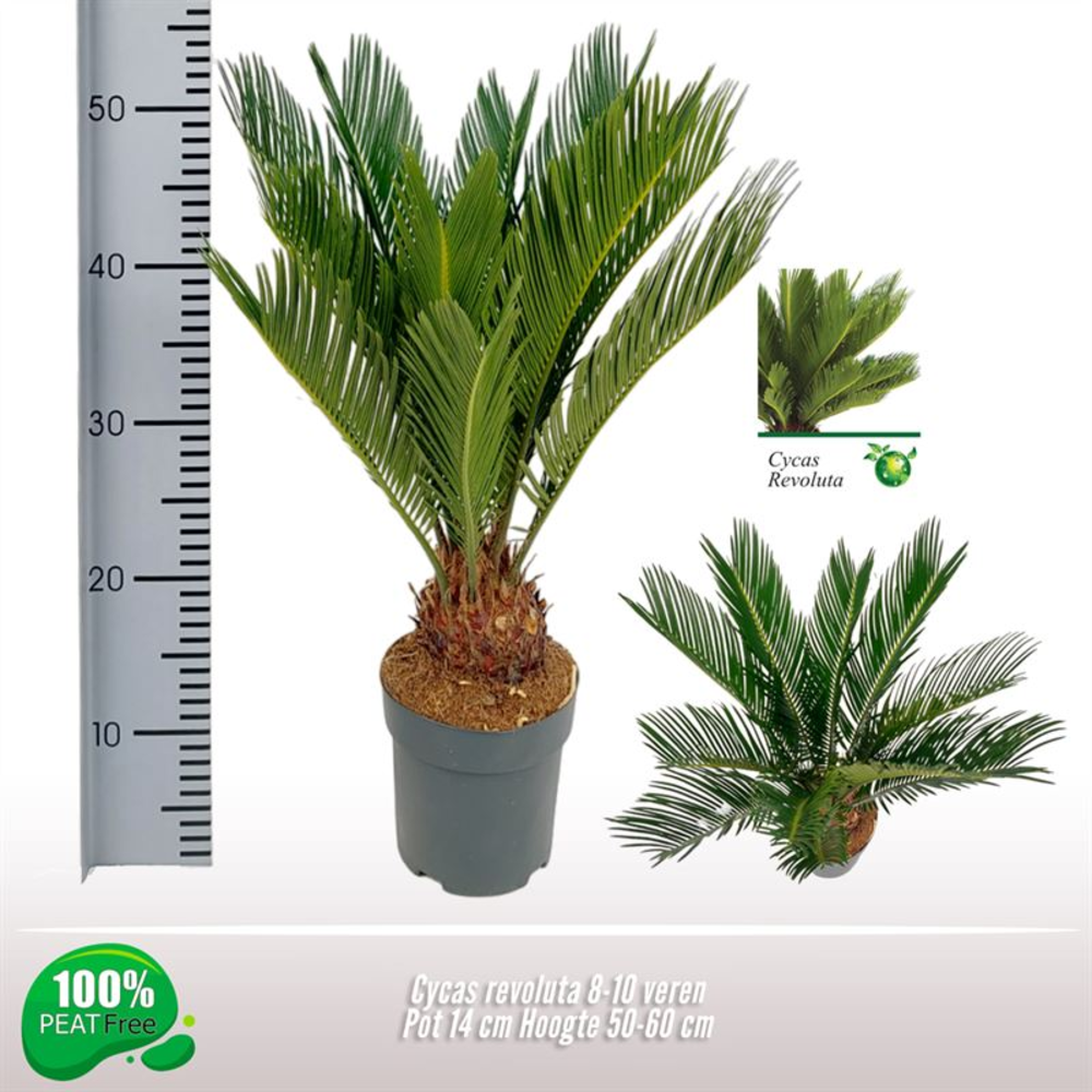 Cycas revoluta 11-14 veren.