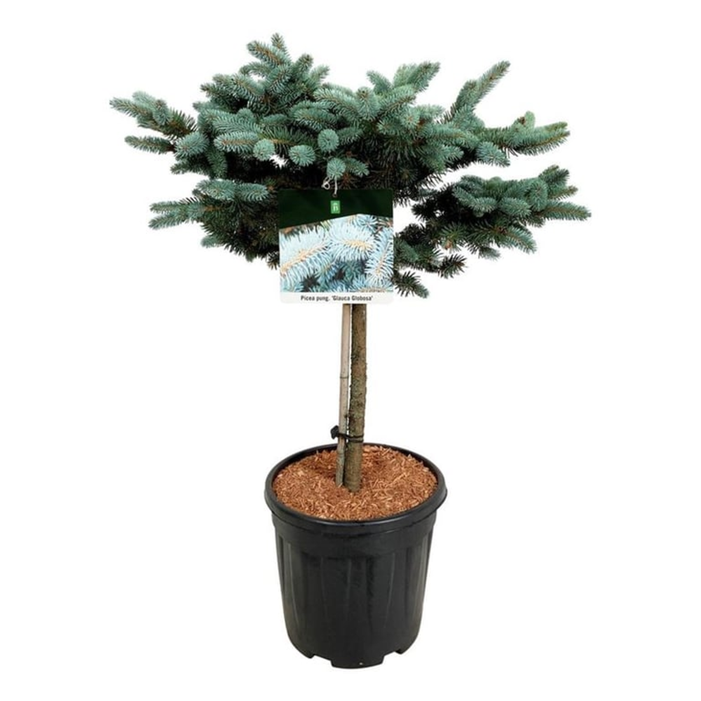 Picea pung. 'Glauca Globosa'.