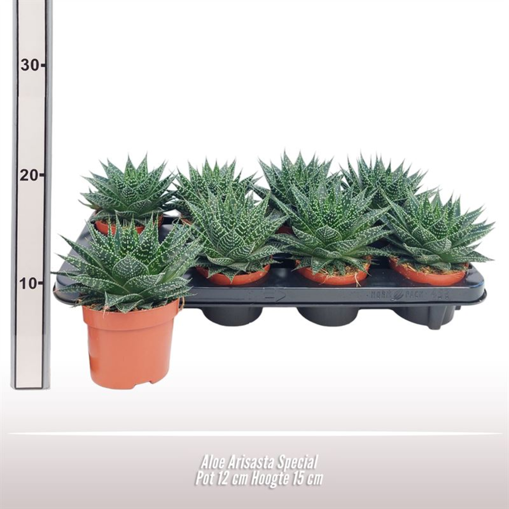 Aloe Aristata Special.