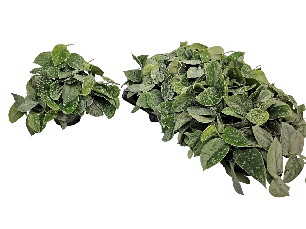 Scindapsus Pictus Silvery Ann Bush.