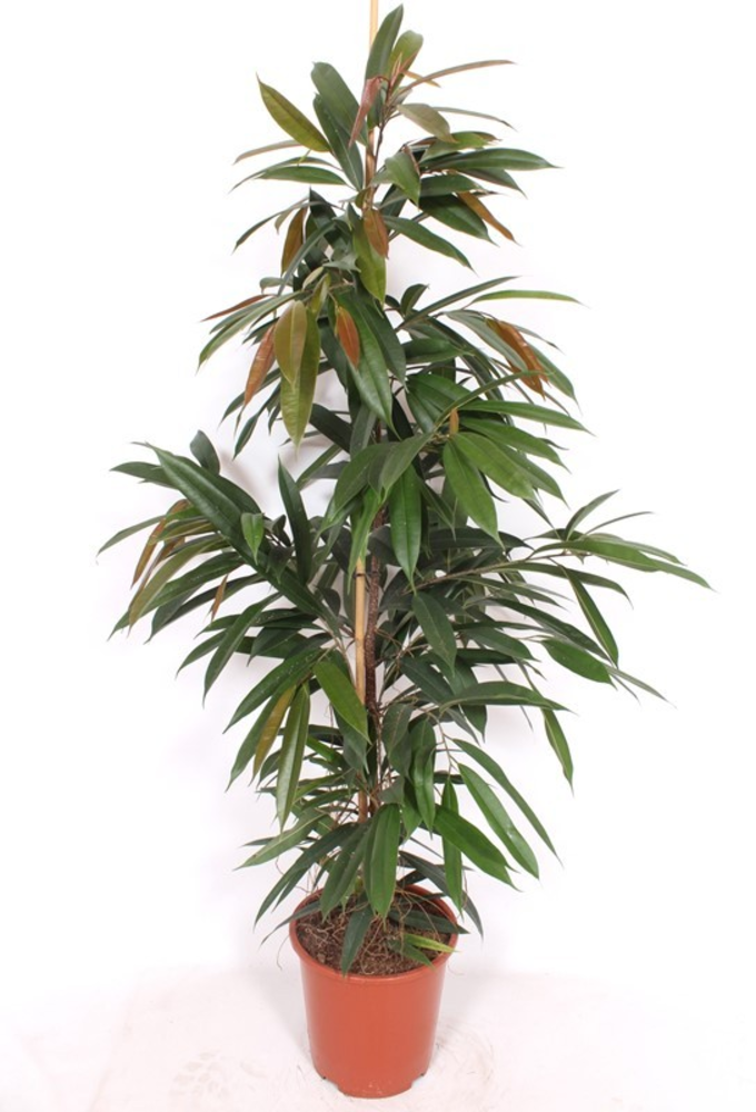 Ficus Amstel King.