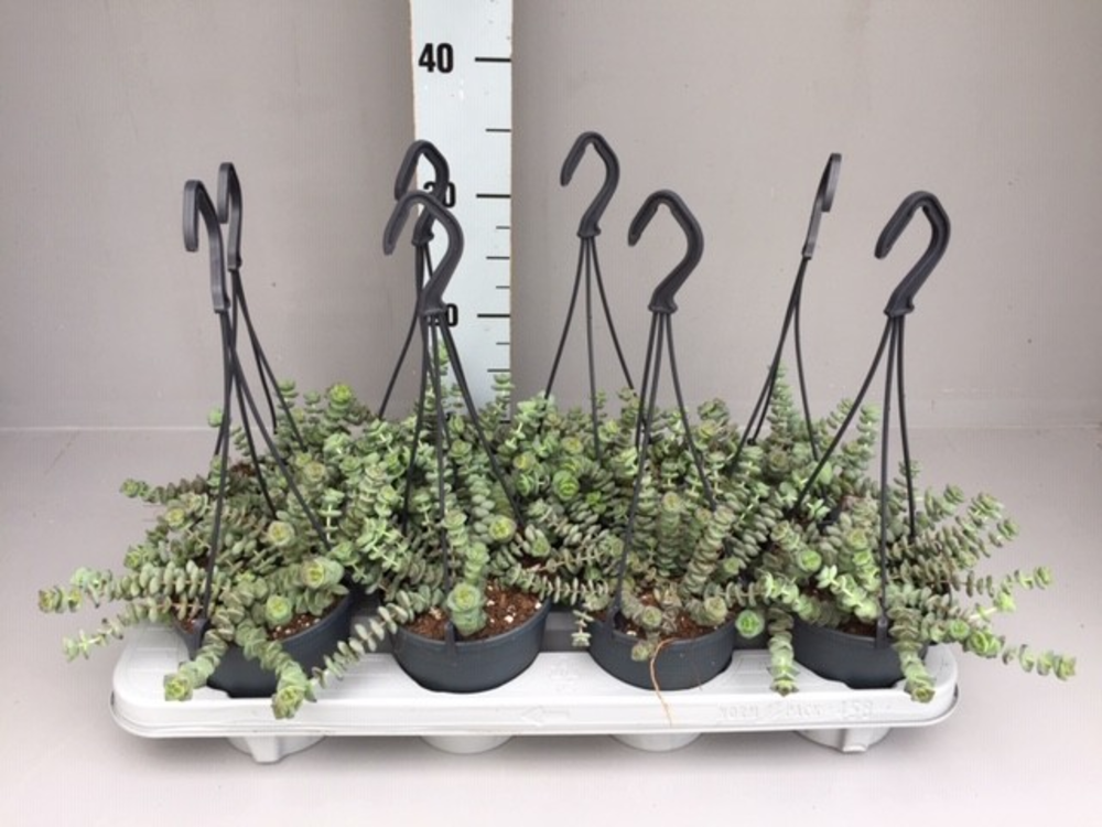 Crassula hottentot special mini hang 12.