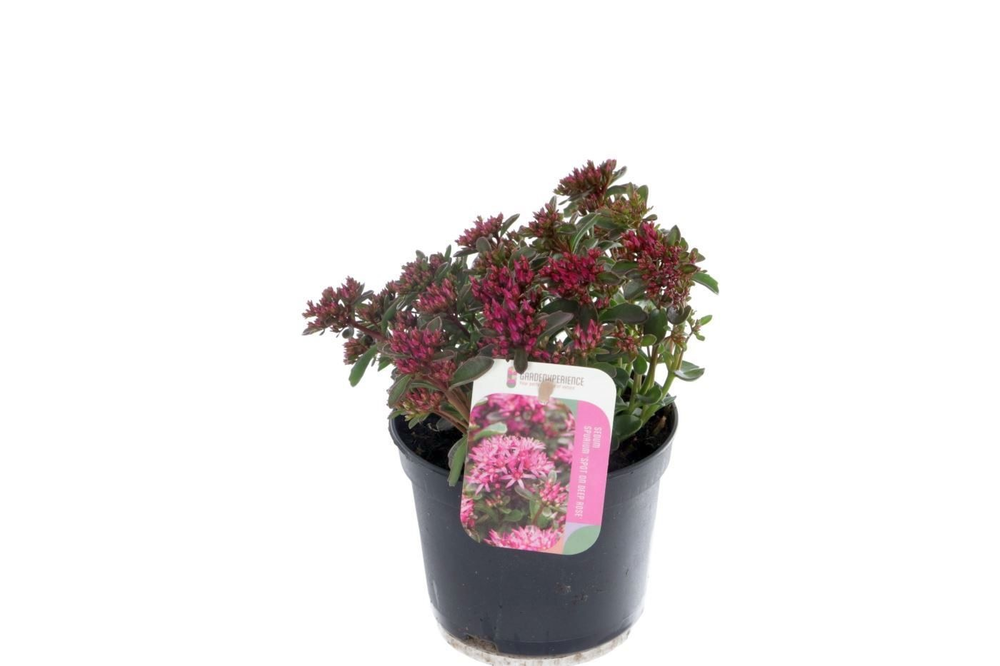 Sedum spurium Spot On Deep Rose.