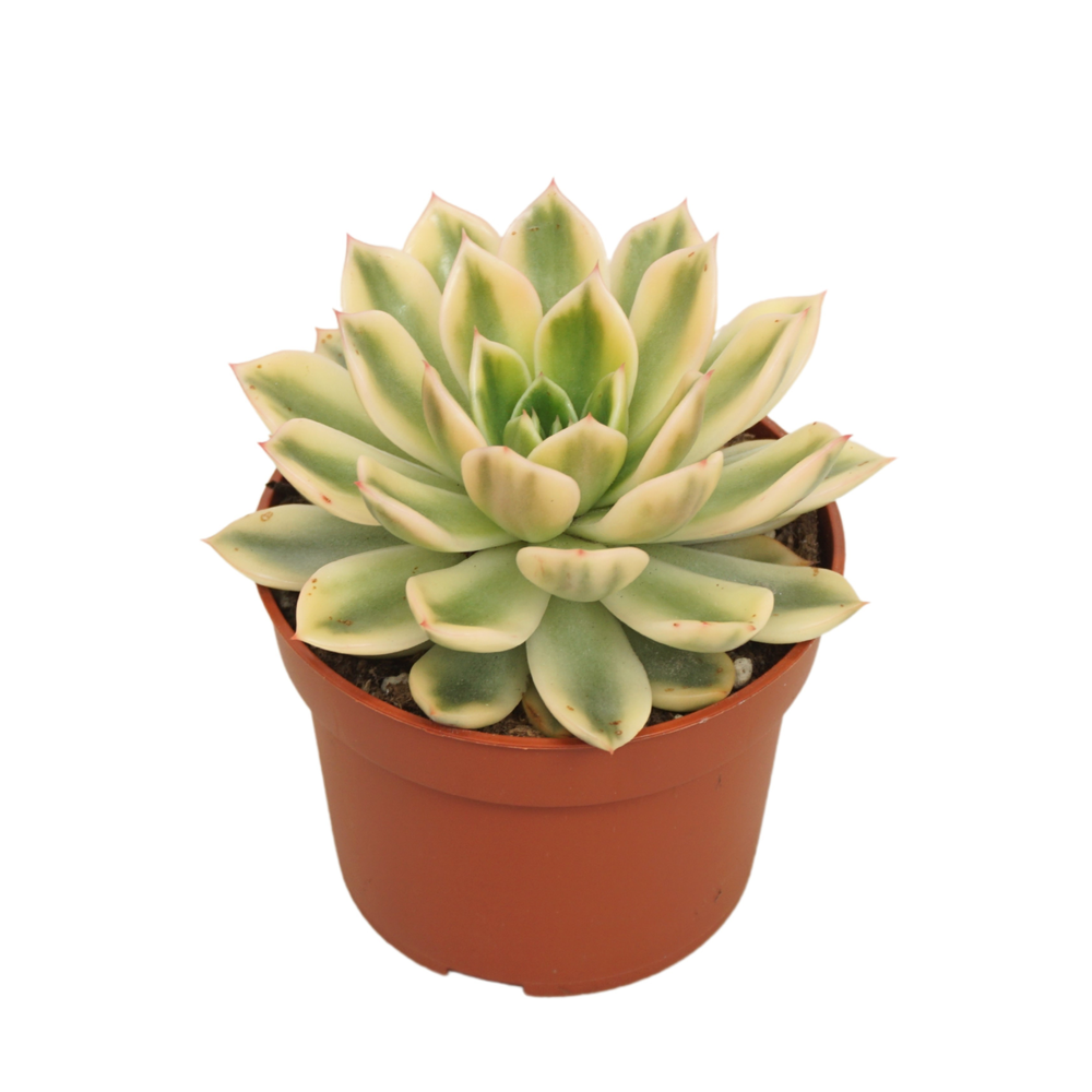 Echeveria mira 'Variegata' 10,5 cm.