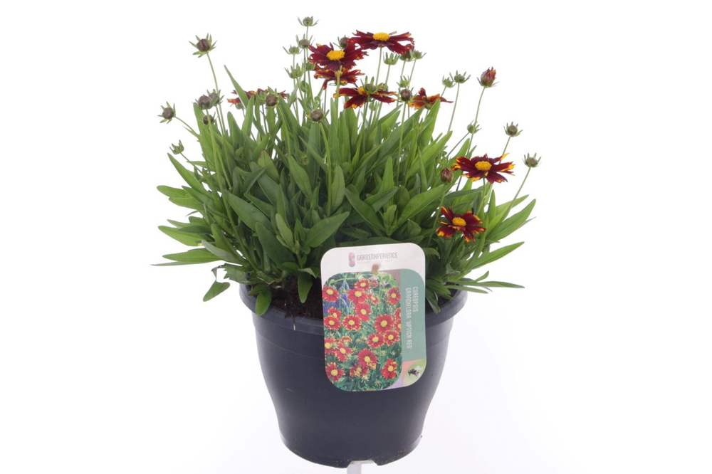 Coreopsis grand. Uptick Red.