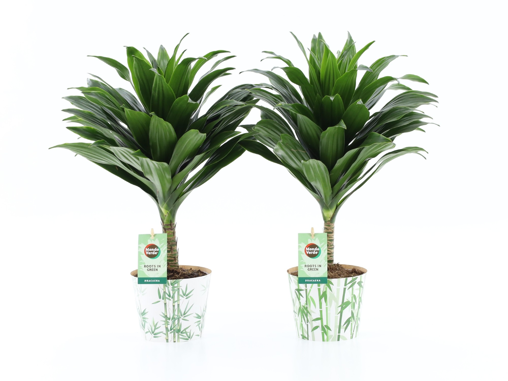 Dracaena fr. Janet Craig Compacta op stam in Potco.