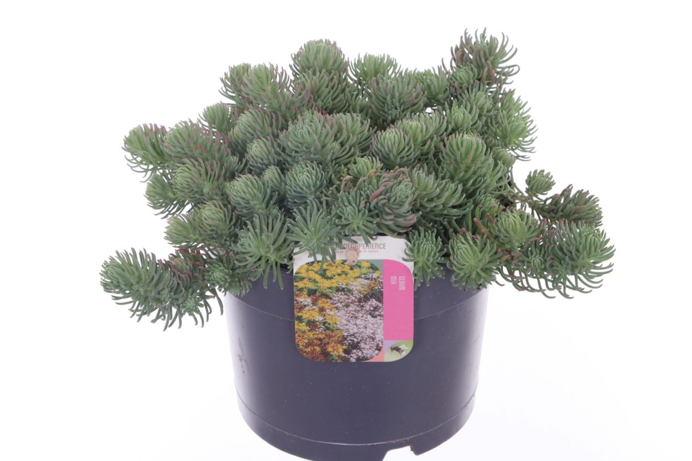 Sedum forsterianum Oracle.