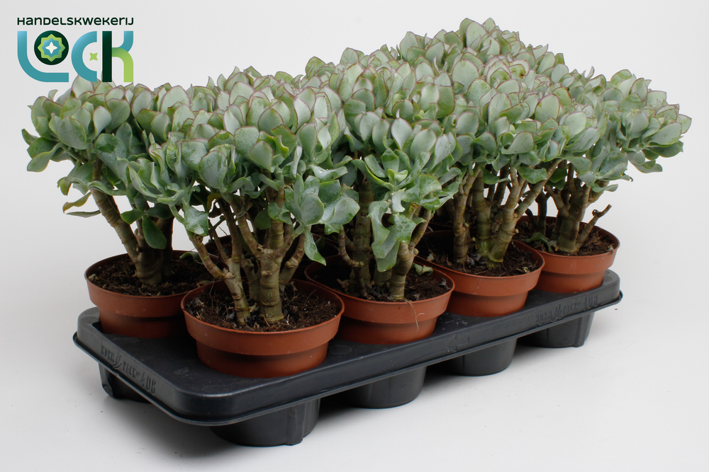 Crassula Cristaat (Arborescens Undilatifolia).