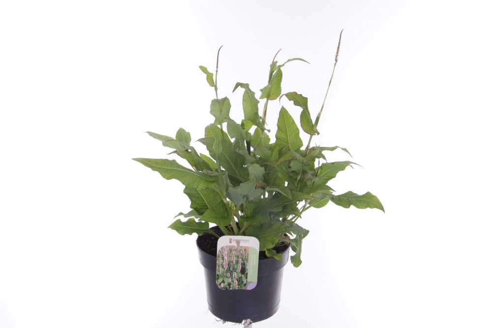 Persicaria amplexicaulis Rosea.