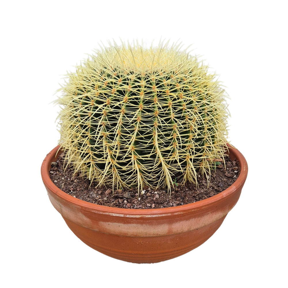 Echinocactus grusonii 36 cm.