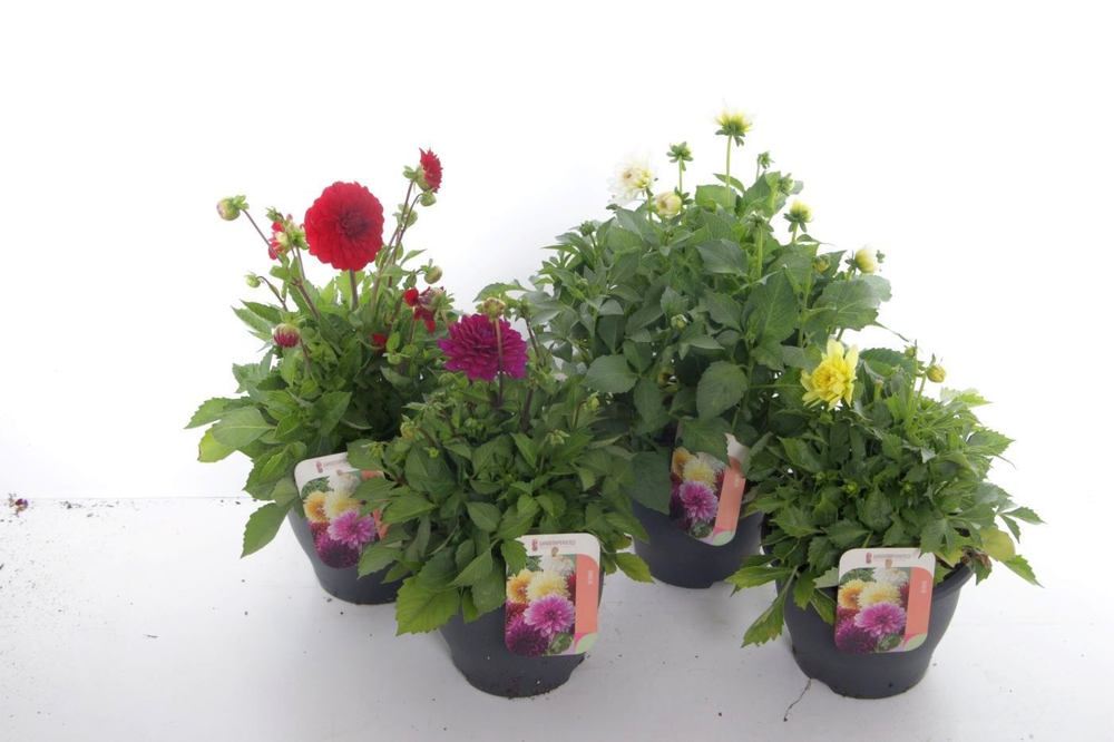 Dahlia Labella Maggiore Mix.