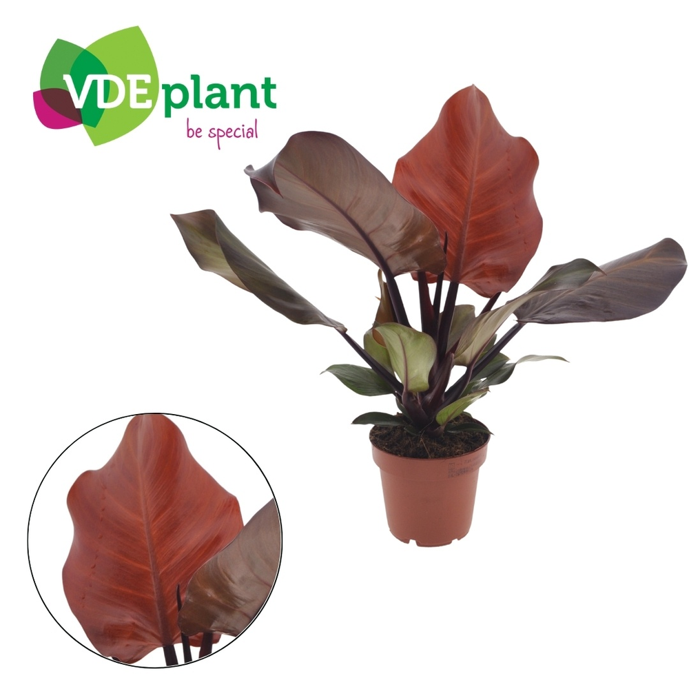 Philodendron Sunlight 12cm.