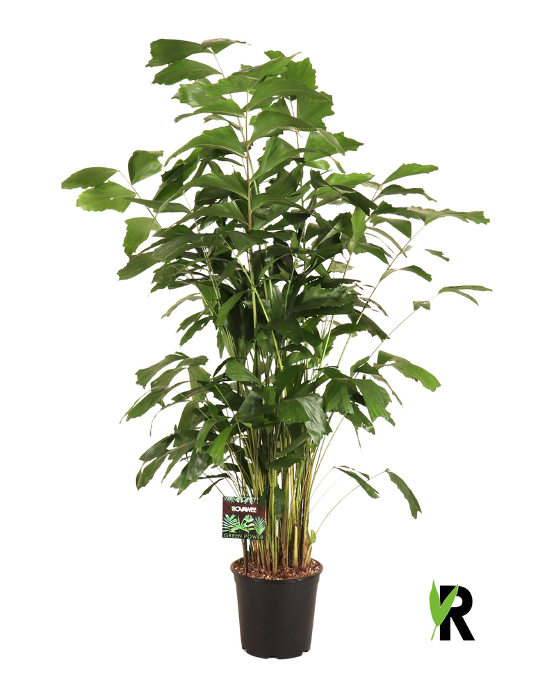 Caryota mitis.